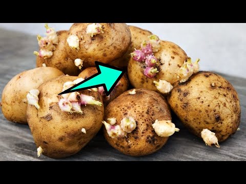 Son las patatas que brotan perjudiciales para comer