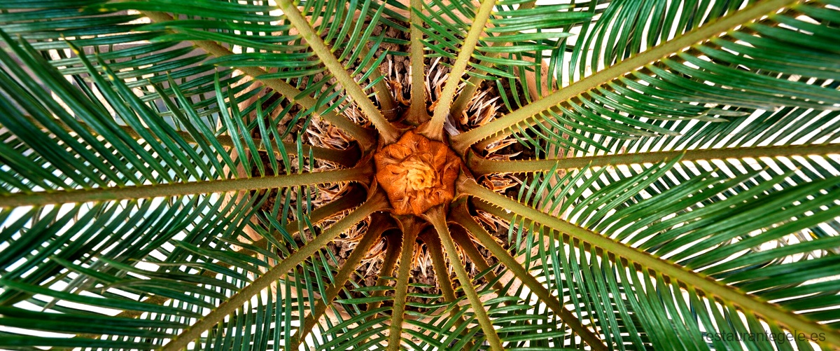 Beneficios y riesgos del consumo de alimentos con aceite de palma
